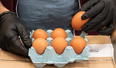 Gloved hands inspecting a half dozen eggs