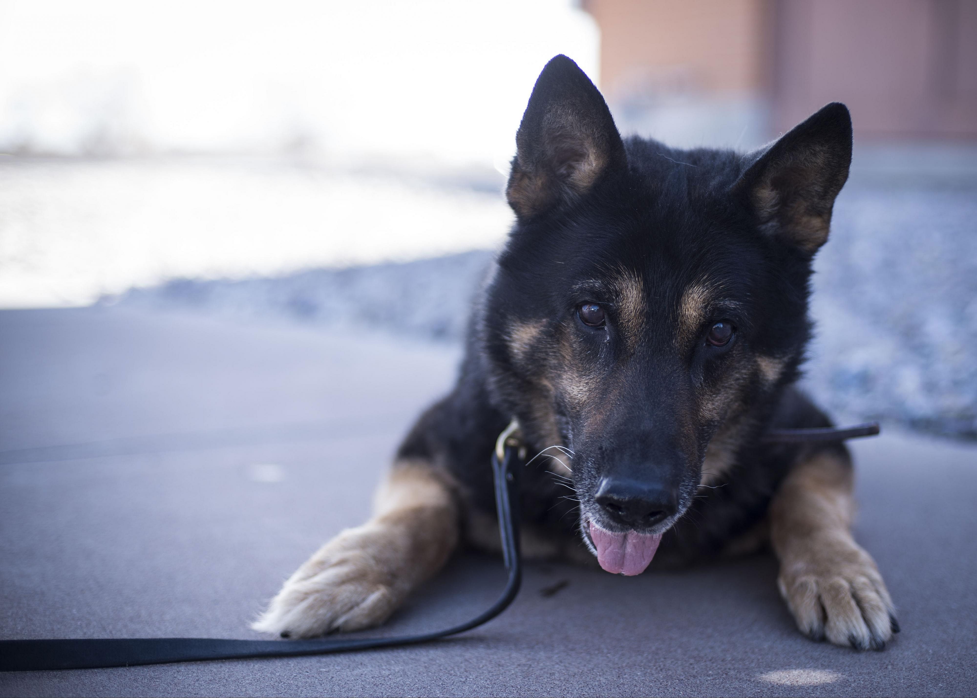 German shepherd