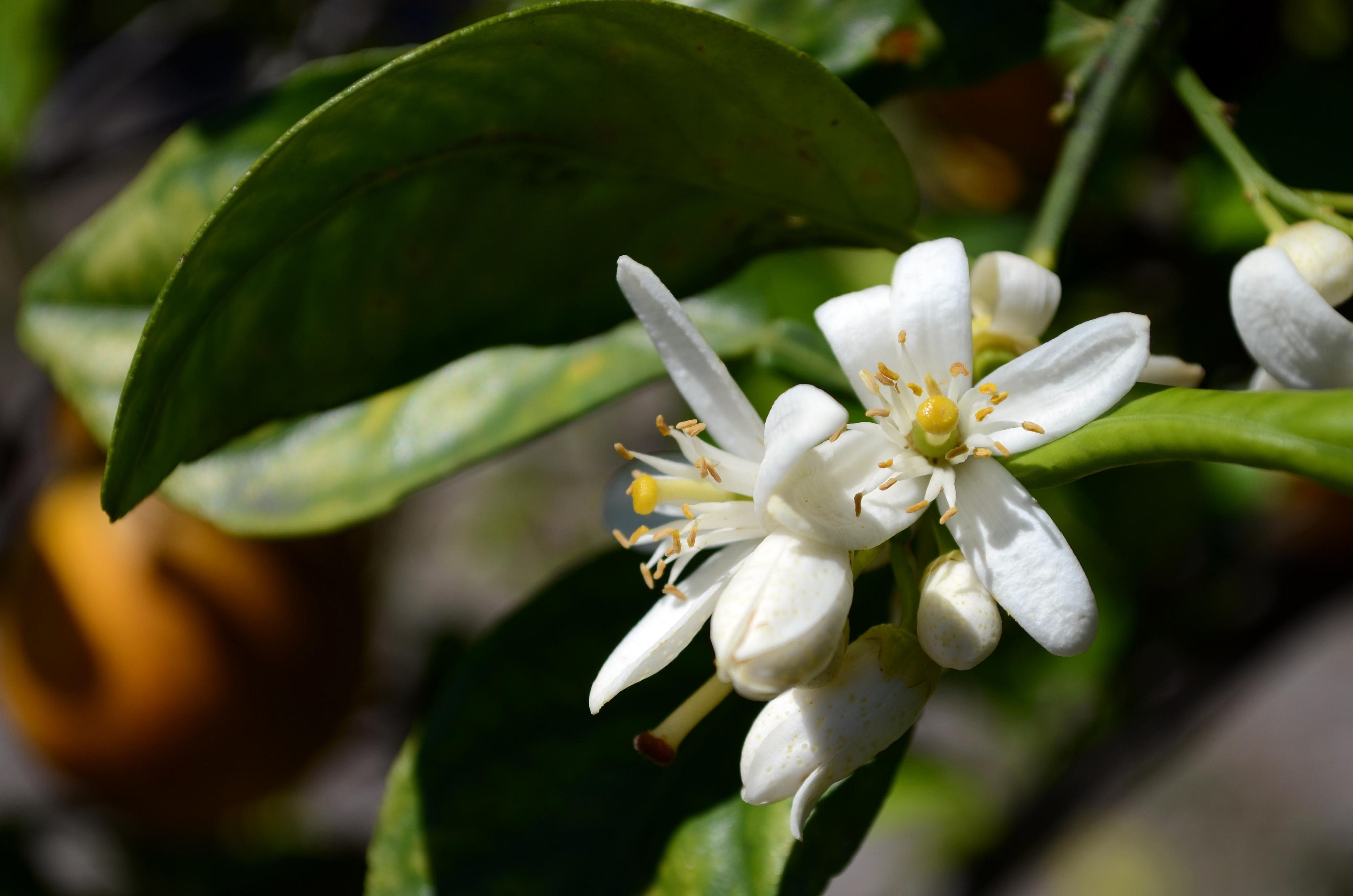Answer: Florida state flower
