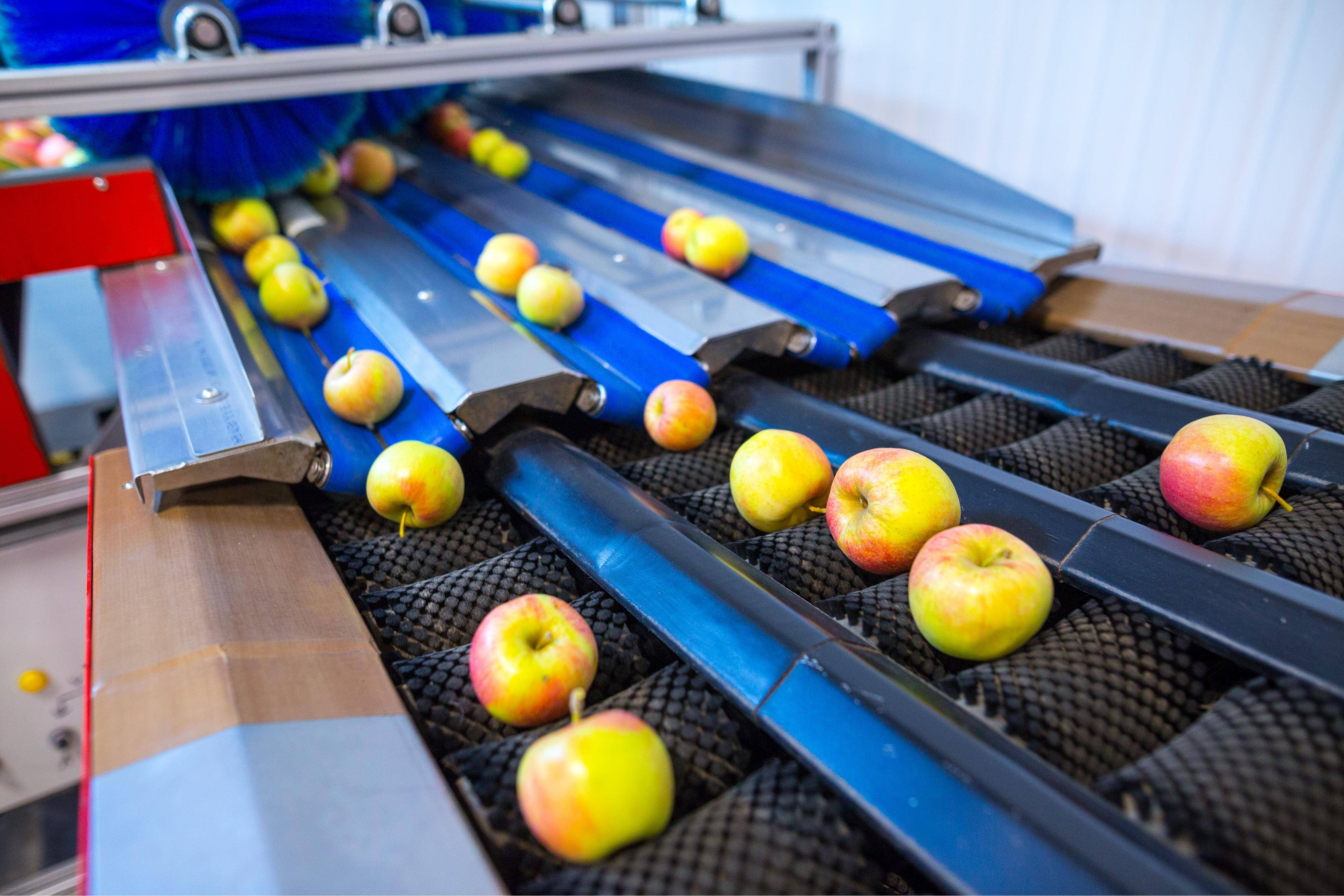 Food-sorting robots