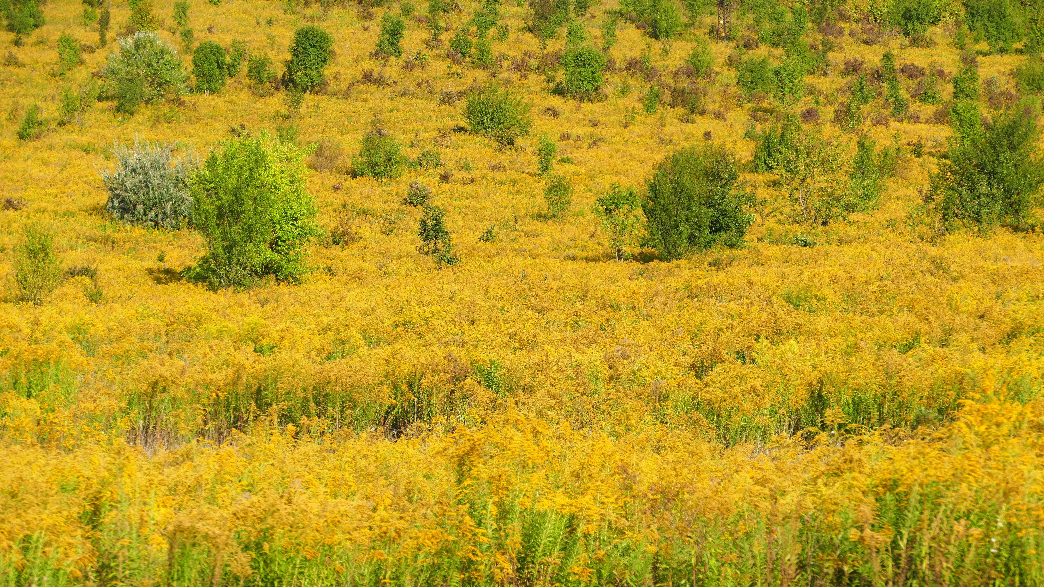 Clue: Kentucky state flower