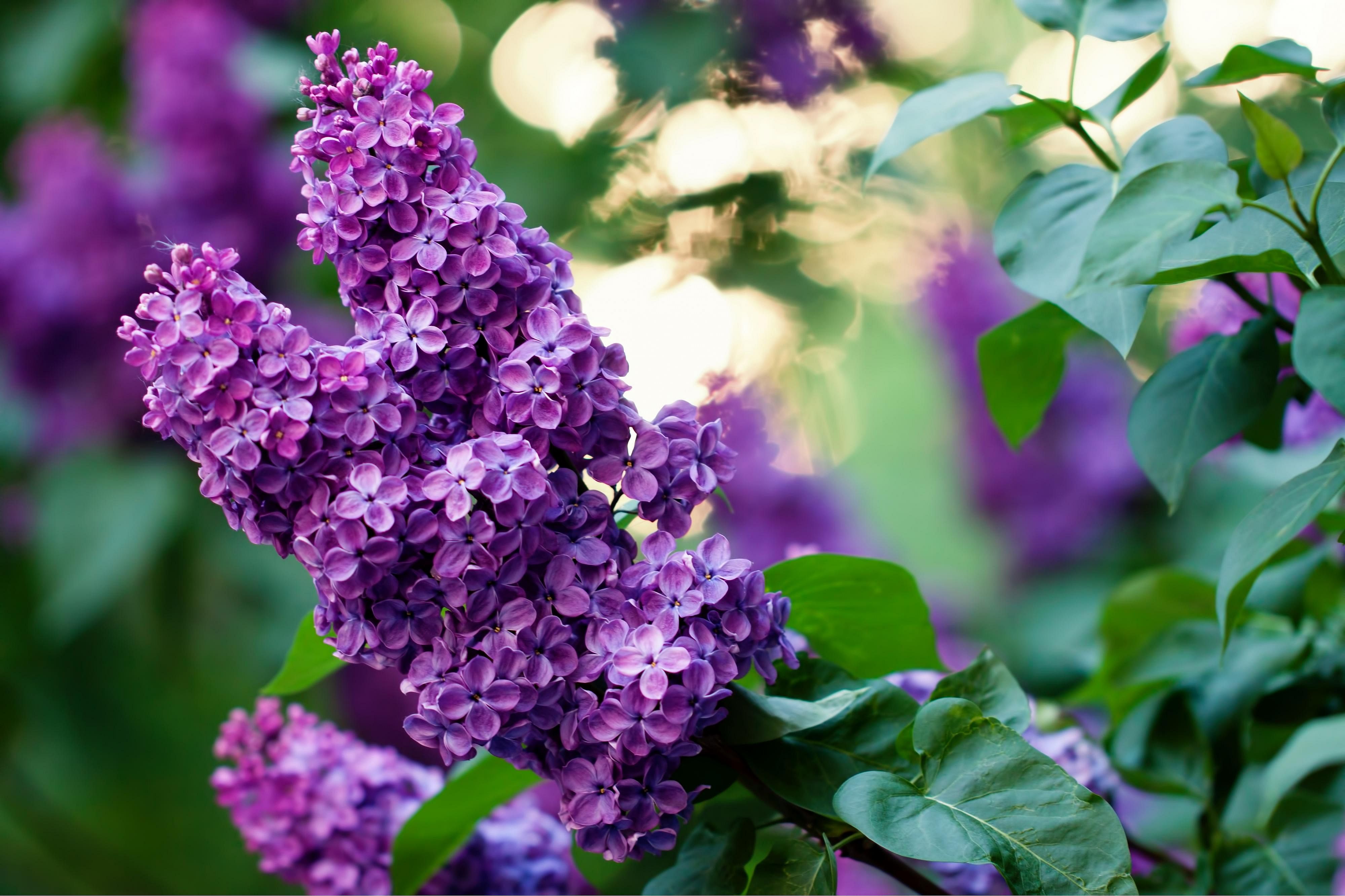 Answer: New Hampshire state flower