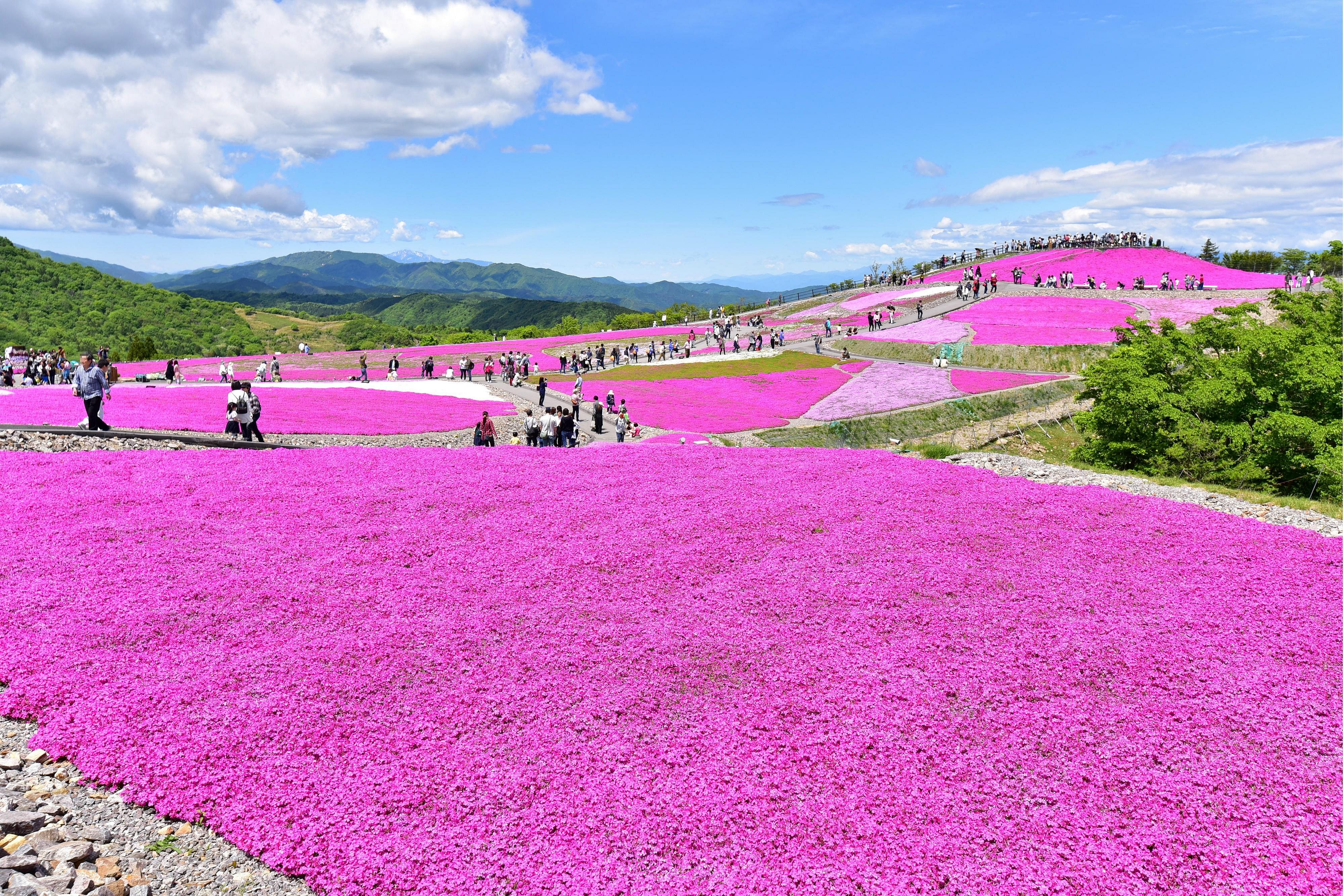 #36. Moss phlox