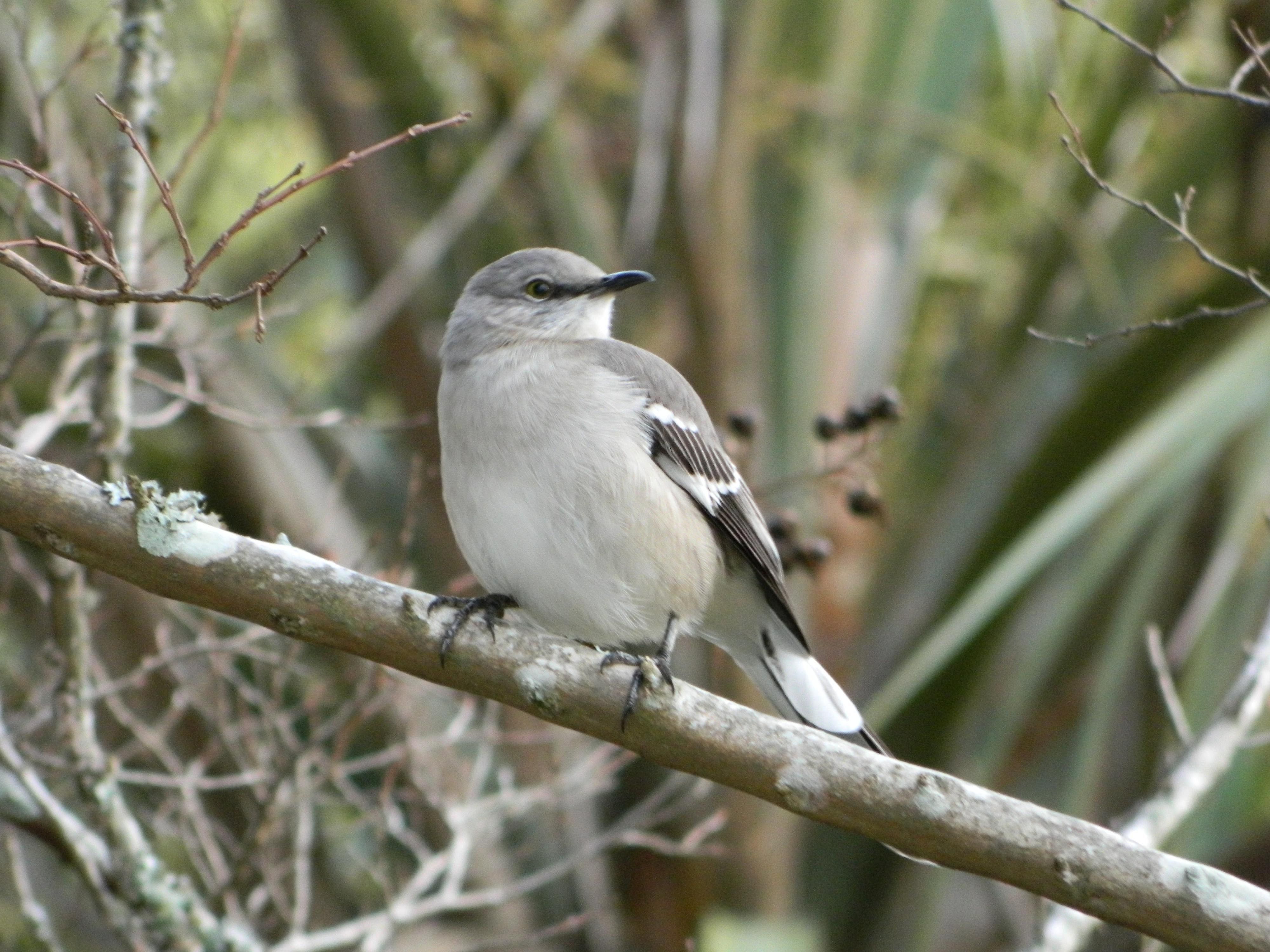 Answer: Florida state bird