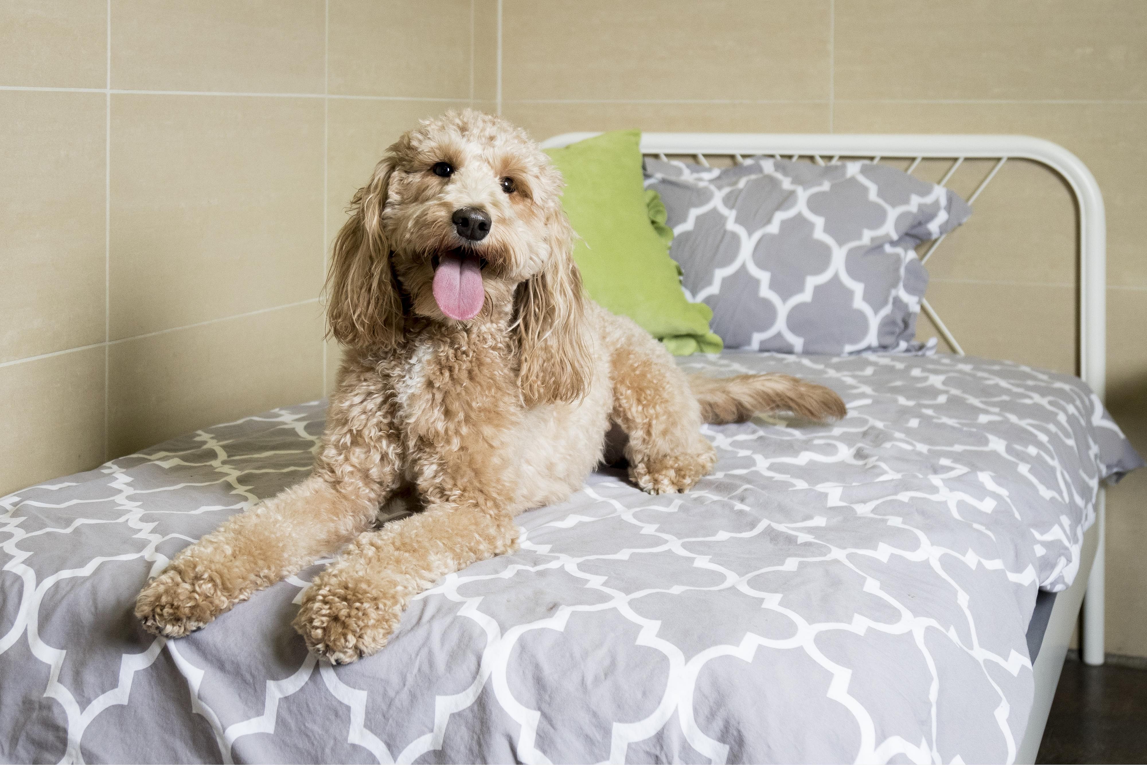 Pooch Hotel