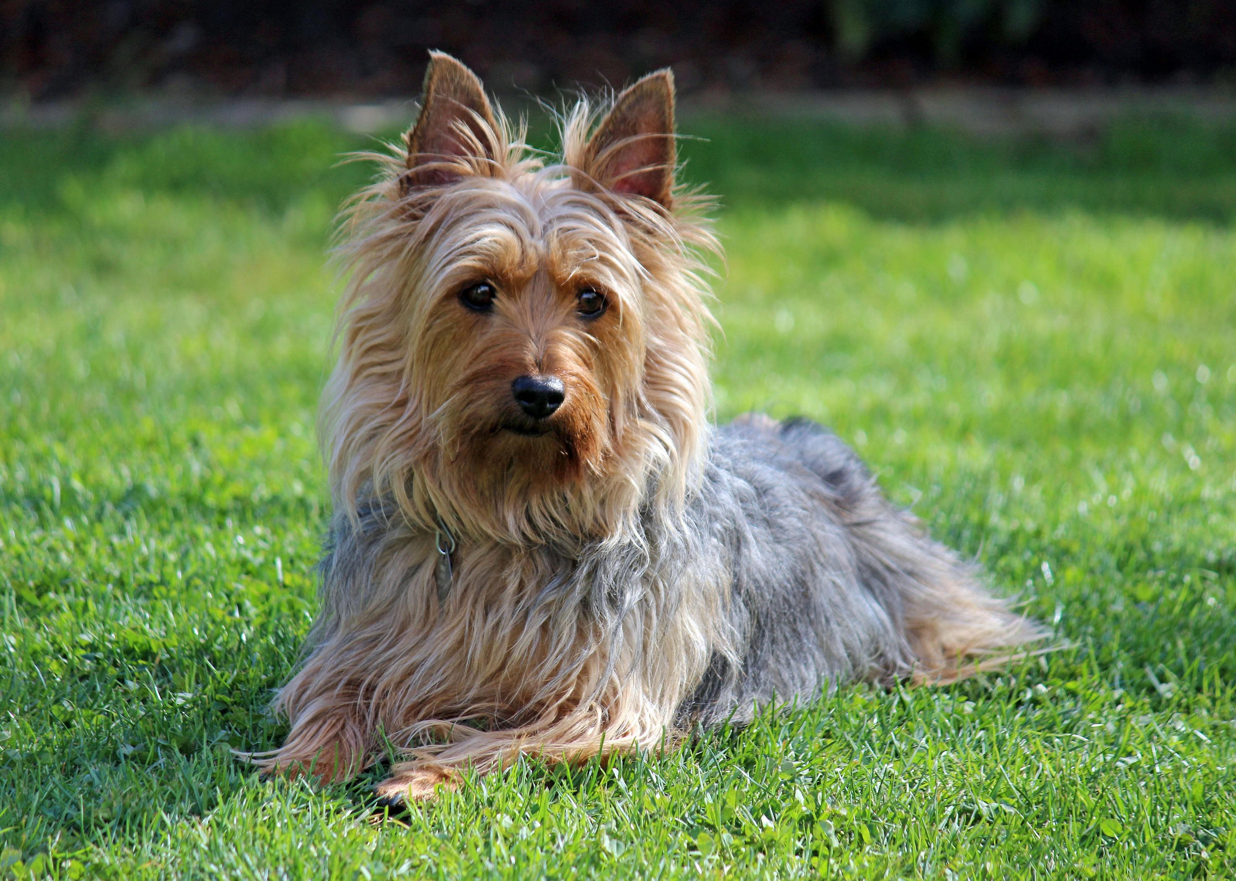 #6. Silky terrier (tie)
