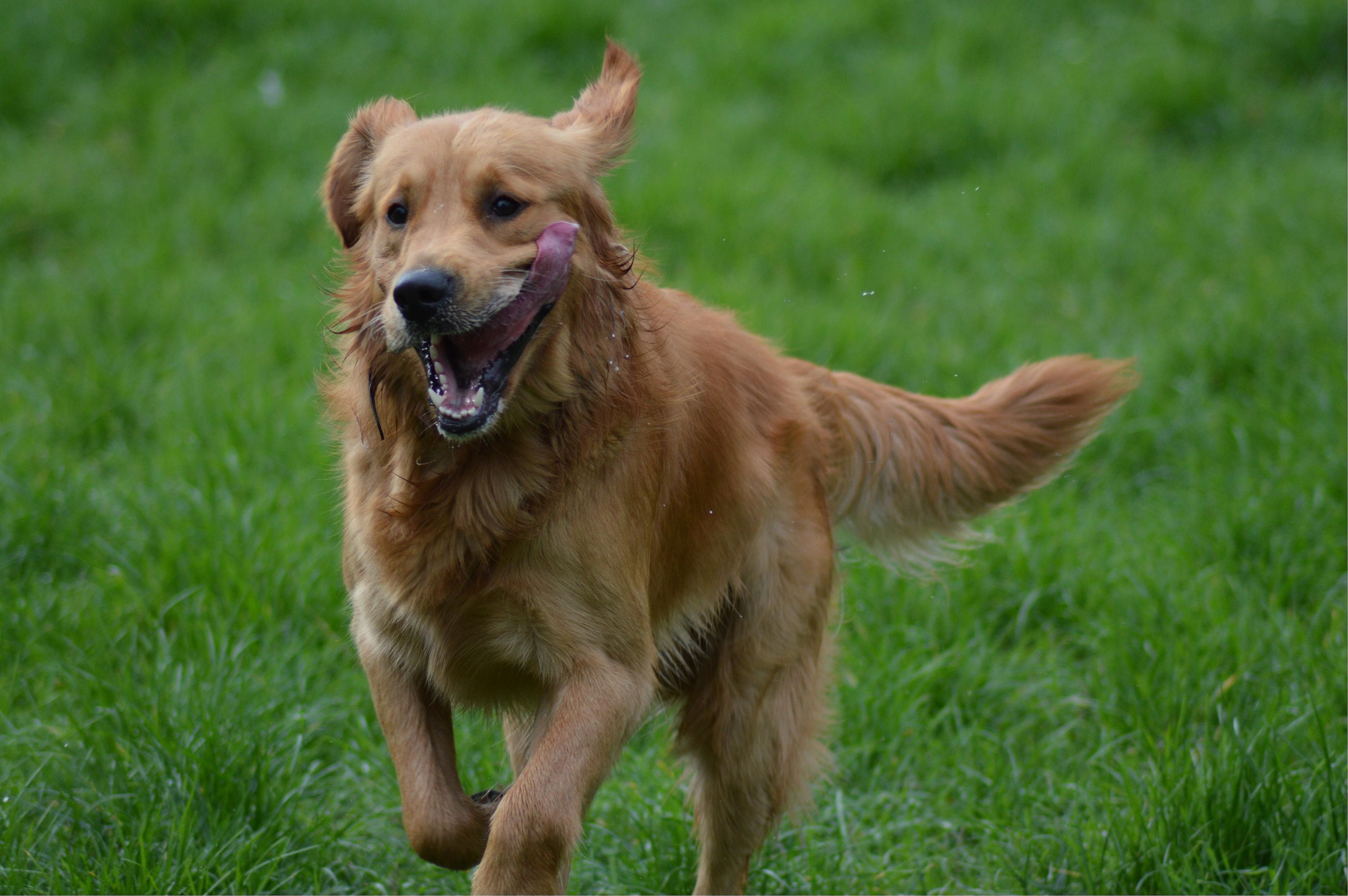 Golden retriever