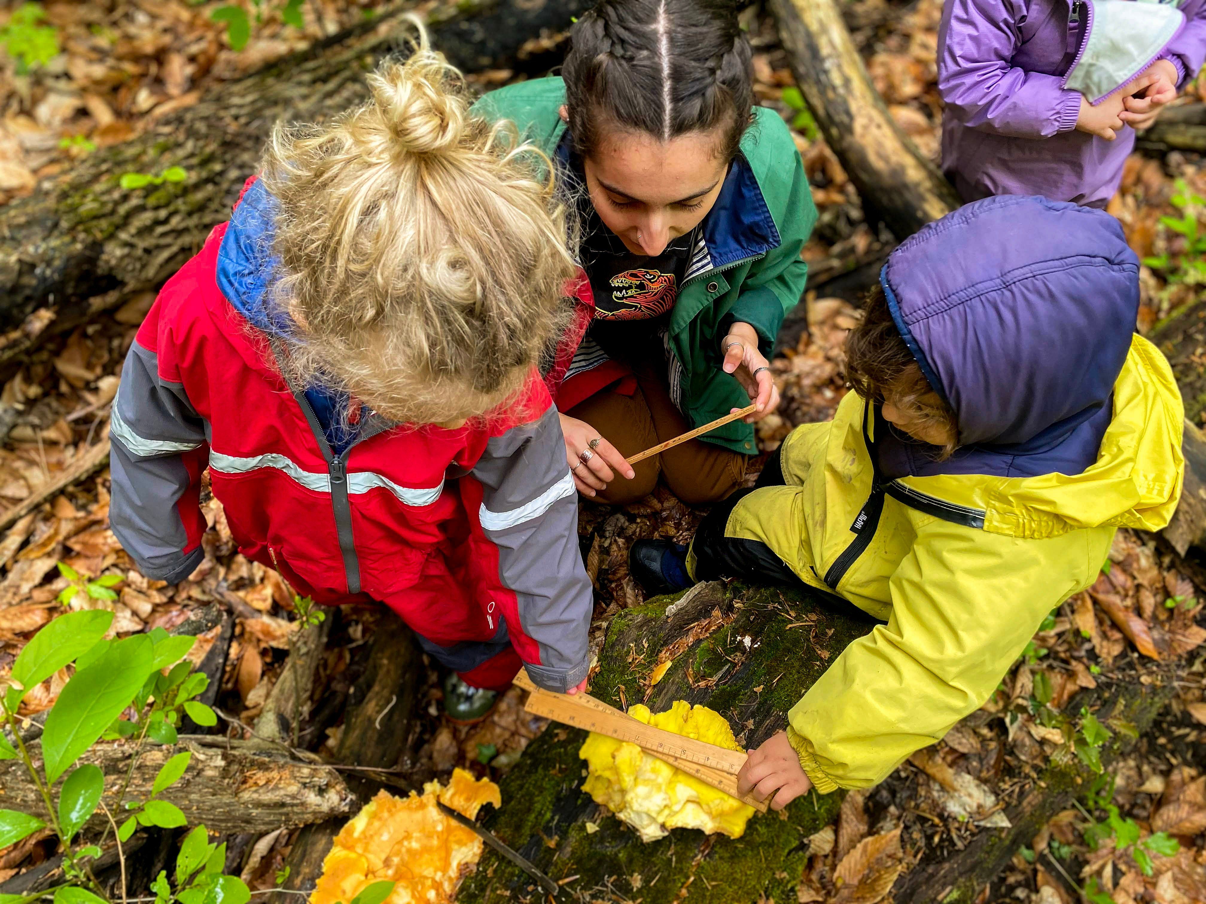 Two children with a teacher hold rulers over a chicken of the woods mushroom on a fallen tree trunk.