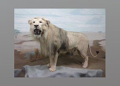 #25. Mammoth Cave Wildlife Museum