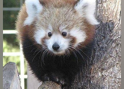 #29. Lee Richardson Zoo
