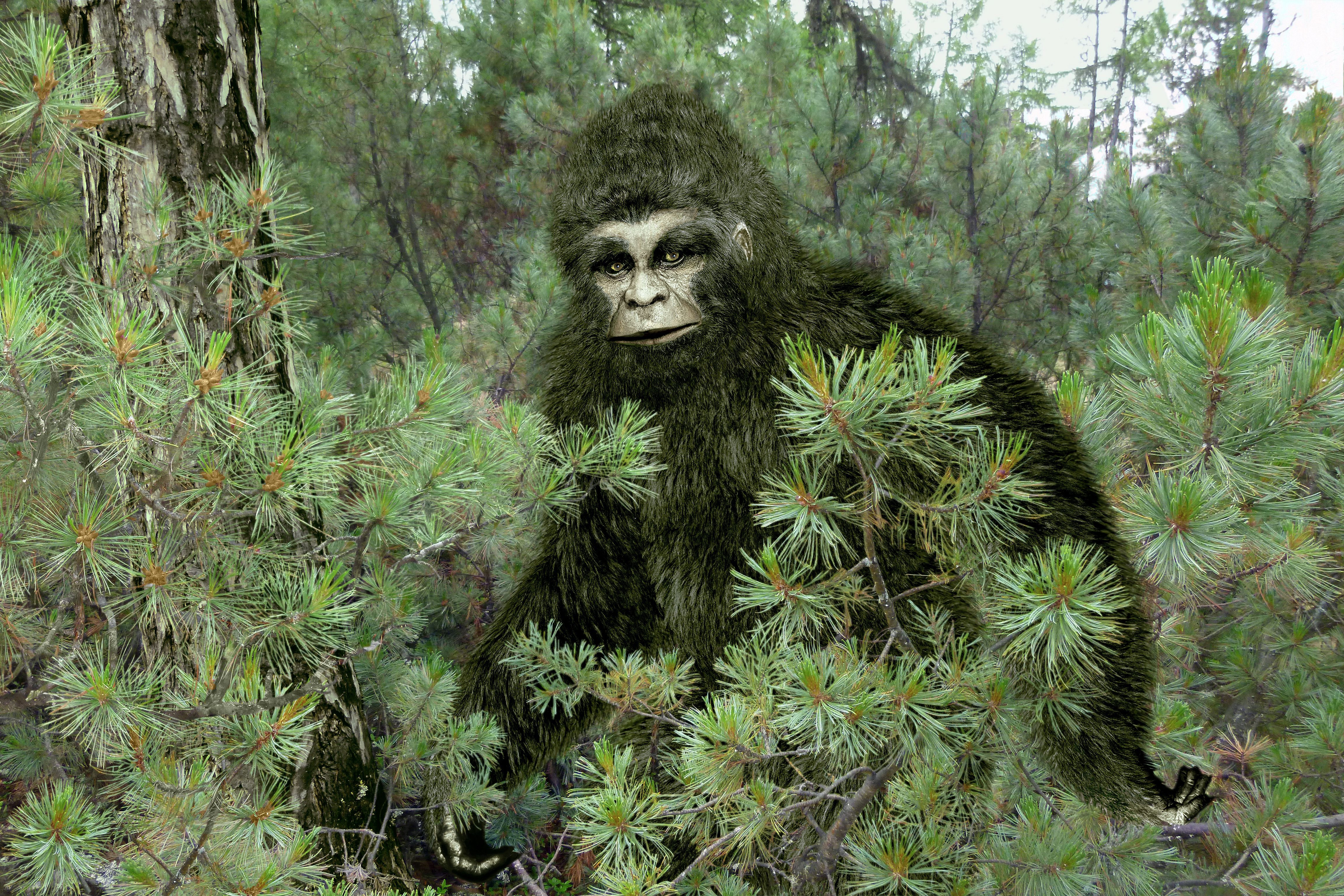 Yeti Sightings