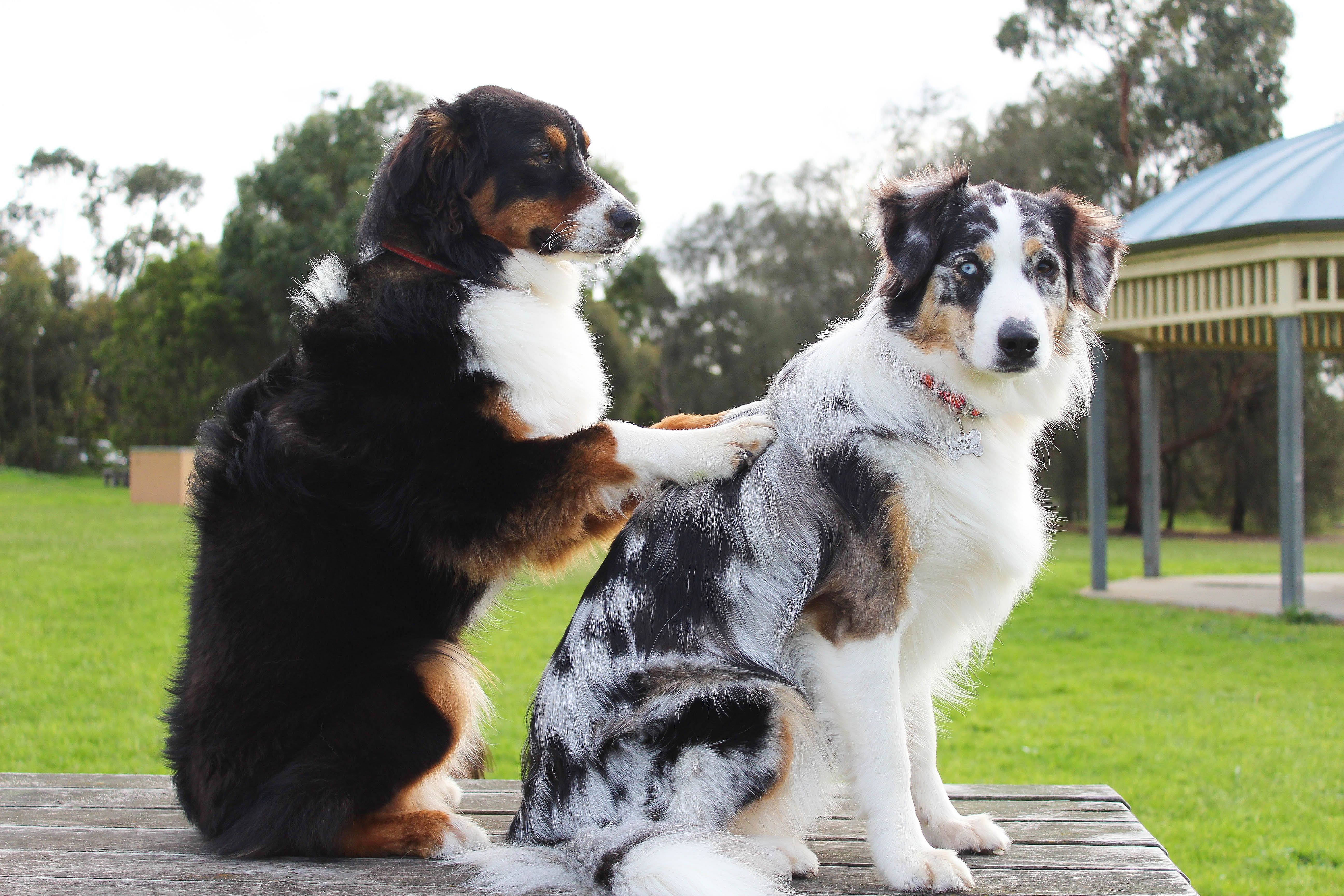 #3. Pet Care
