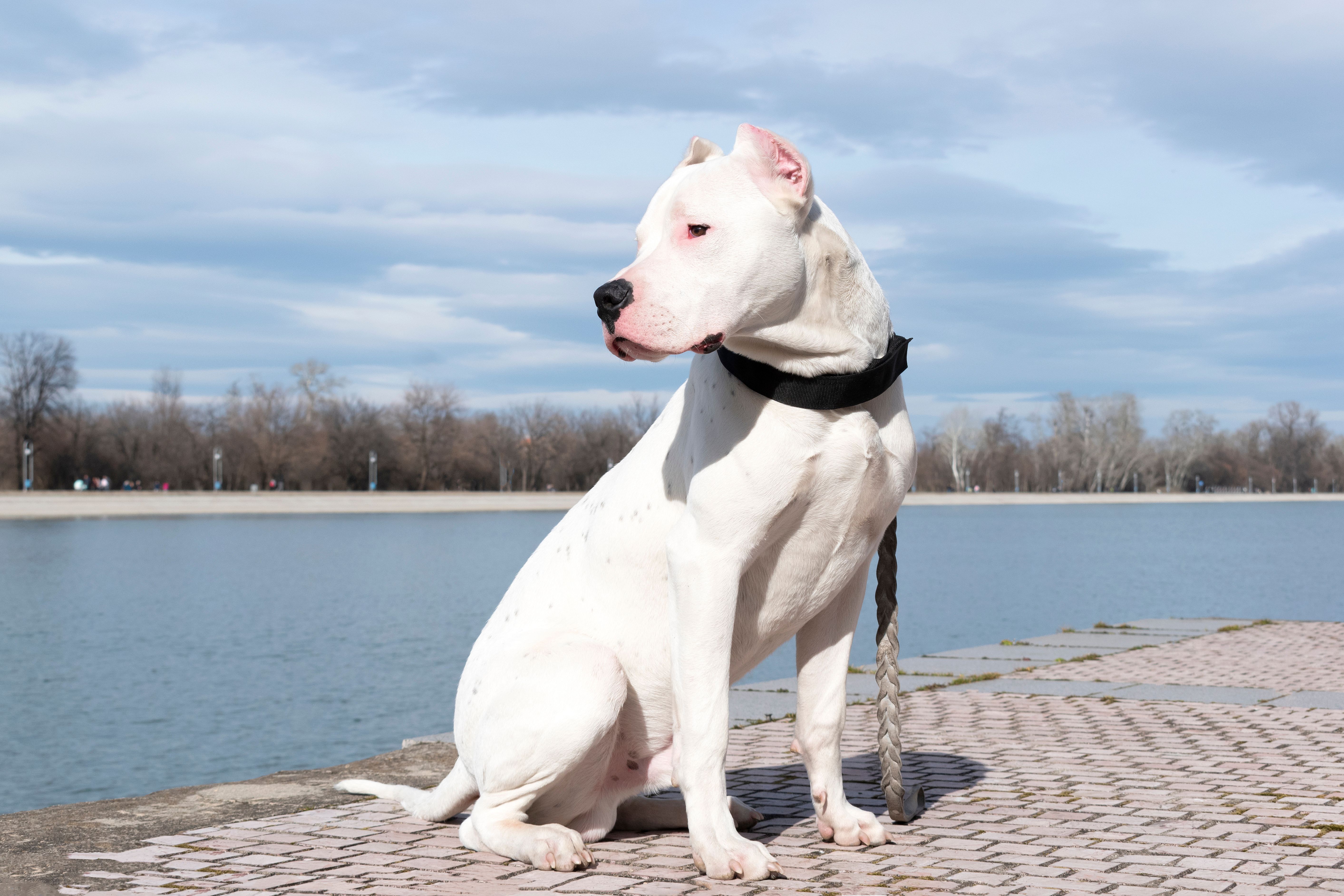 2020: Dogo Argentino