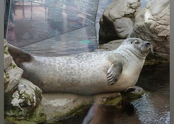 #14. New England Aquarium
