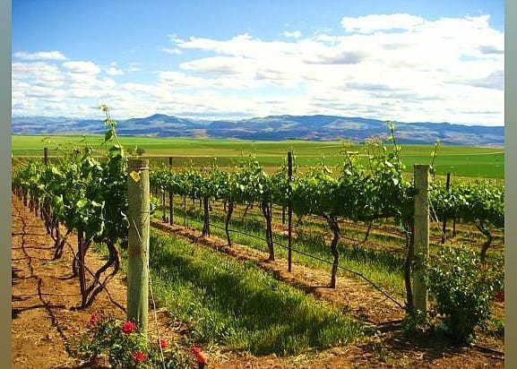 #3. Sawtooth Winery