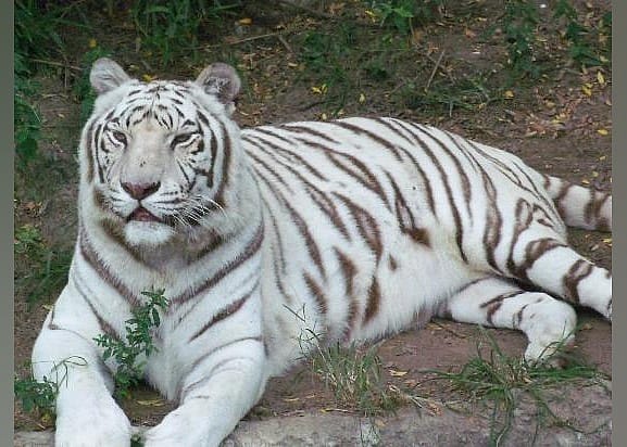 #17. Audubon Zoo