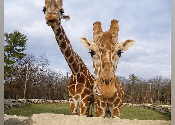 #22. Timbavati Wildlife Park