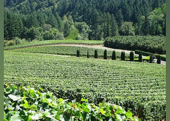 #17. Willamette Valley