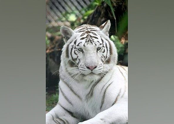 #12. McCarthy's Wildlife Sanctuary