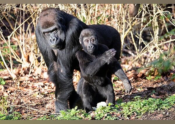 #28. Woodland Park Zoo
