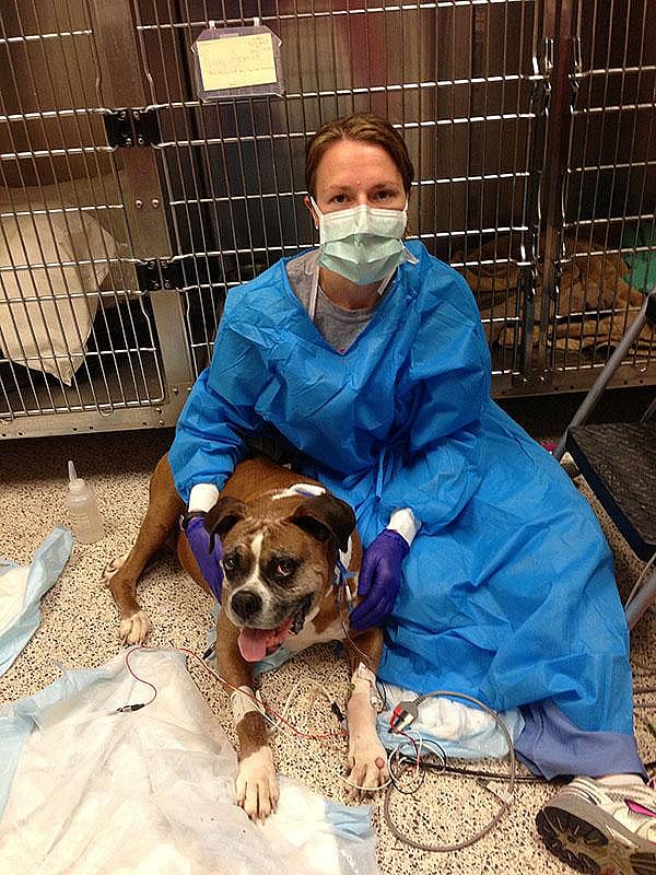 eterinary oncologist Amy LeBlanc of the National Cancer Institute sits with Roxy, a cancer patient enrolled in a clinical trial.