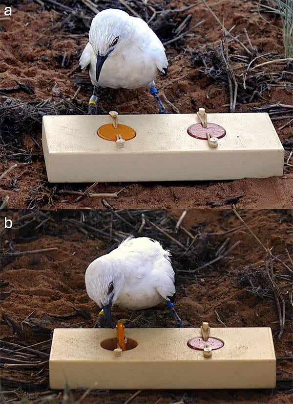 A wild pied babbler investigates a contraption that holds a tasty mealworm beneath one of two lids. The birds can learn to associate a lid of a particular color shade with the mealworm treat, but when it’s very hot, it takes the birds much longer to do so.