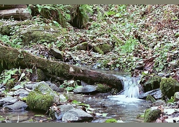 #30. Tryon Creek State Natural Area
