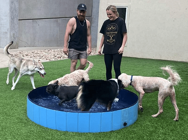 Two adults watch four dogs splash and play in a blue kiddie pool in Dallas, Texas.