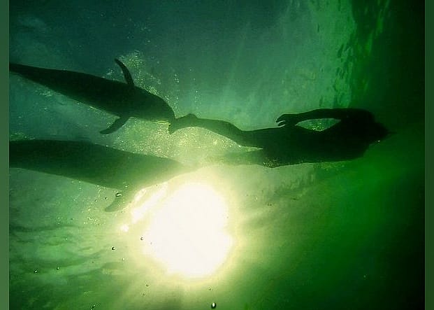 #24. Dolphins Plus Marine Mammal Responder