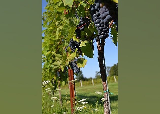 #25. Coyote Moon Vineyards