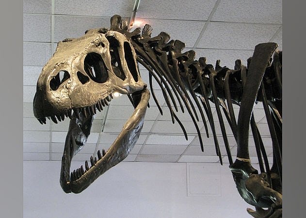 #26. BYU Museum of Paleontology