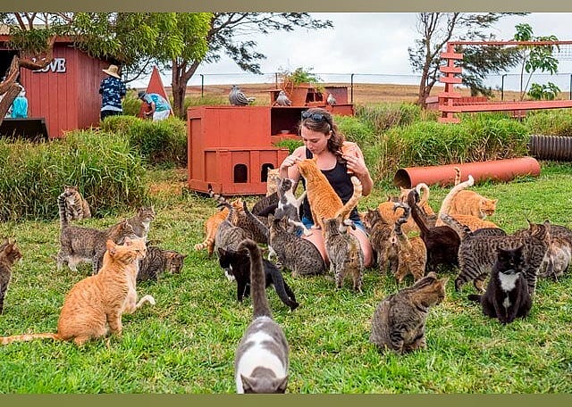 #17. Lanai Cat Sanctuary