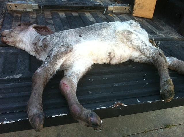 A calf alleged to have died — along with other cattle — after being poisoned by drinking a salty oil field waste product that was released onto a farm in Louisiana by an oil company operating nearby. “They drank a bunch of it and it just emaciated and destroyed them,” said attorney Mike Veron.