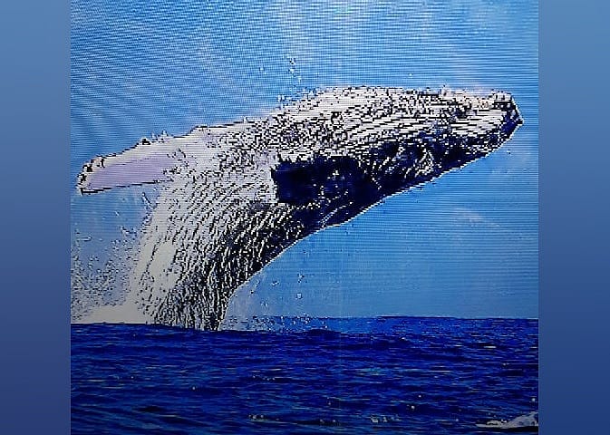 #29. Whale Center of the Pacific