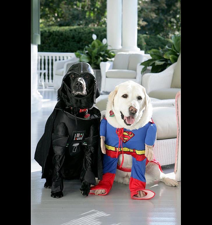 Every dog has his day