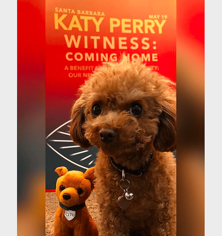 Katy Perry: Nugget