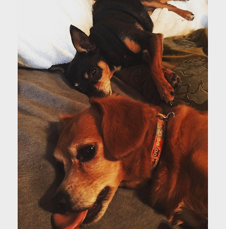 Carrie Underwood: Ace and Penny
