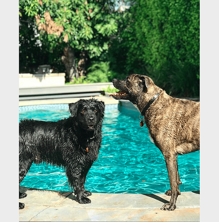 Lindsey Vonn: Lucy, Leo, and Bear