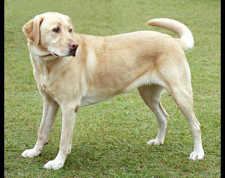 Publicity hound