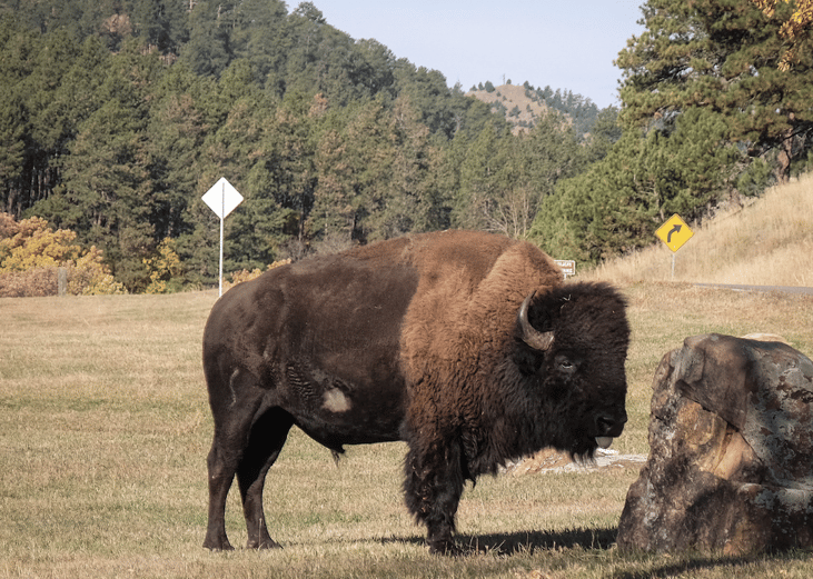 South Dakota: Wildlife Loop State Scenic Byway