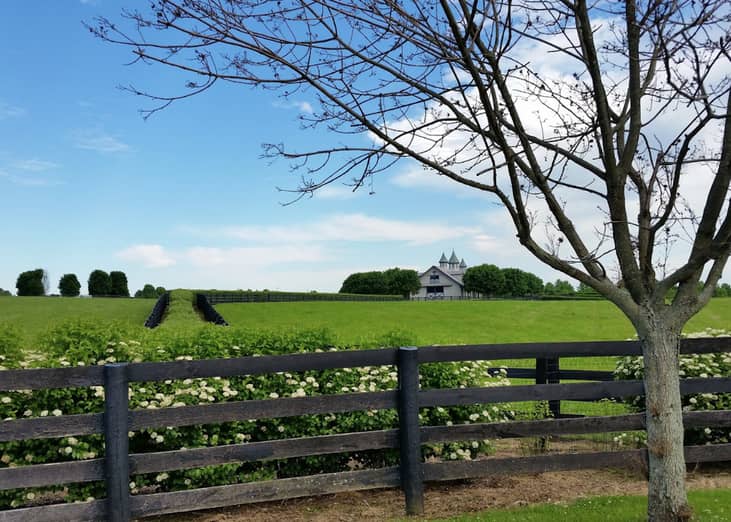 Green pastures on a farm