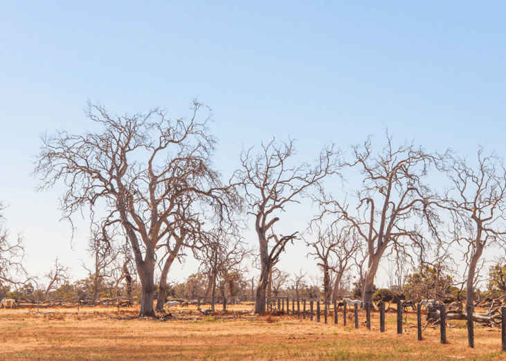 Trees without leaves