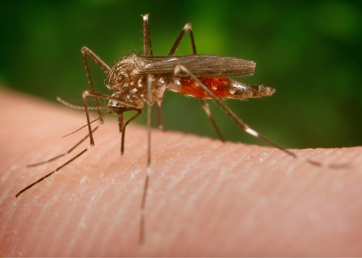 First reported cases of West Nile Virus