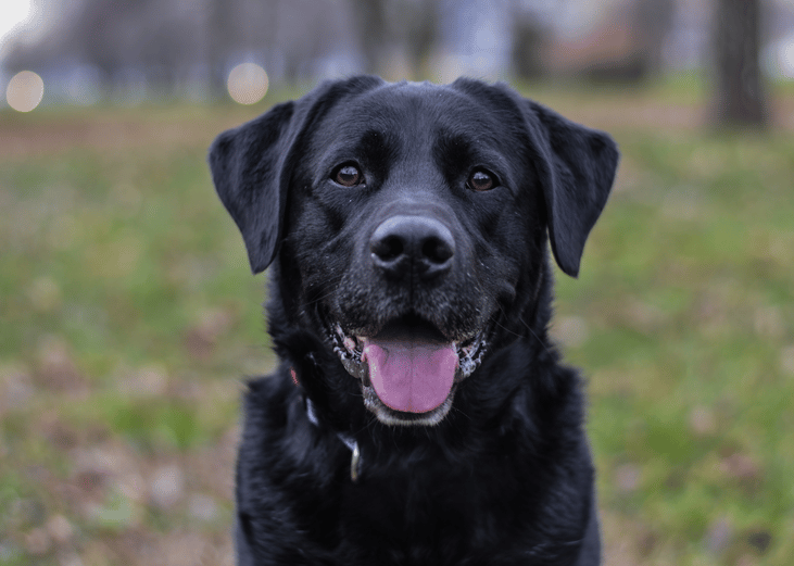 1991–2019: Labrador retrievers