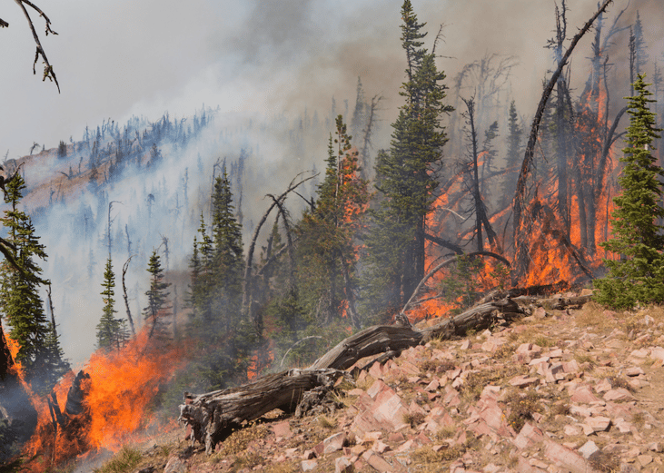 #22. Lodgepole Complex (tie)