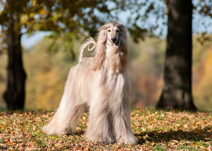 Afghan Hound autumn outside.