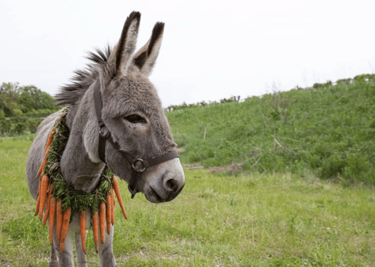 Donkey with carrots around neck in ‘EO’.