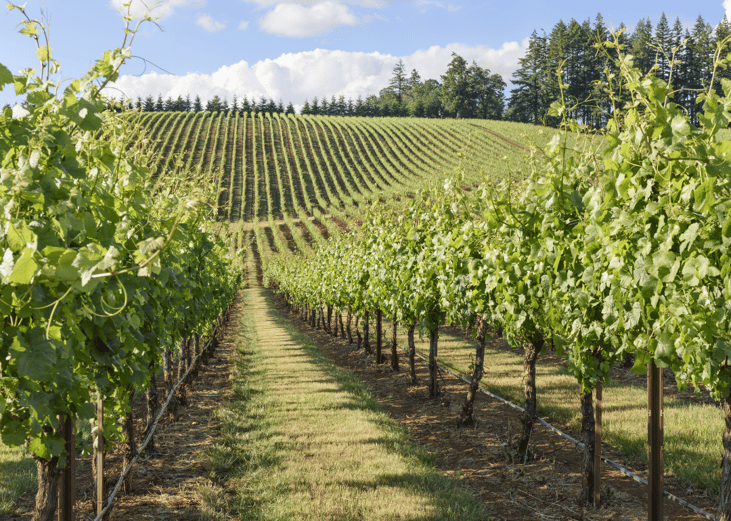 Oregon vineyards