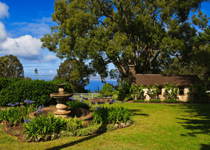 Maui vineyard