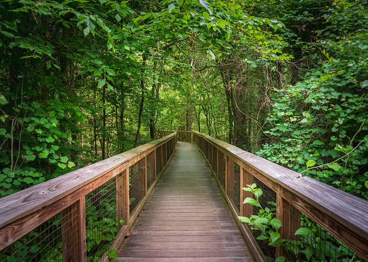 #5. Congaree National Park (South Carolina)